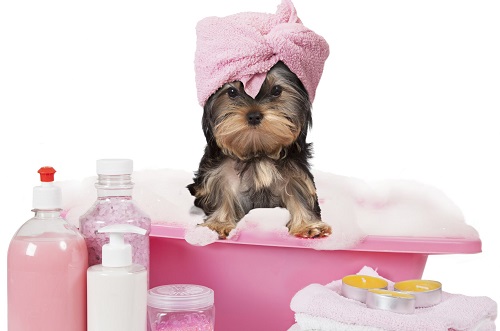 cute-dog-grooming-photo-2048x1358