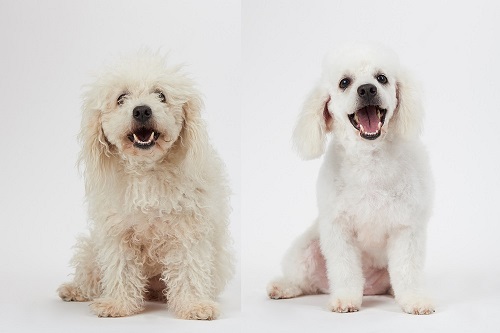 Dog grooming theme before and after result. White poodle dog before and after groom his hair