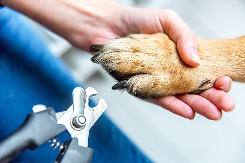 an image of a person cutting dog claws at home with a pair of scissors